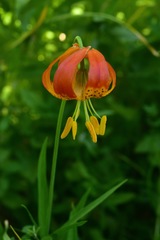 Lilium pardalinum wigginsii