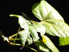Heliocypha perforata