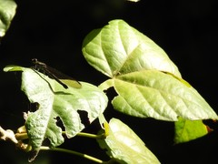 Heliocypha perforata