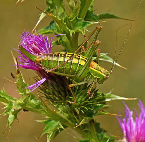 Ionian Bright Bush-cricket