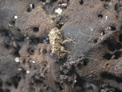 Phrynixus astutus