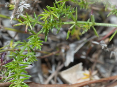 Asperula scoparia