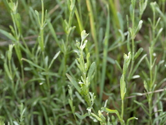 Calocephalus lacteus