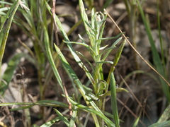 Coronidium gunnianum