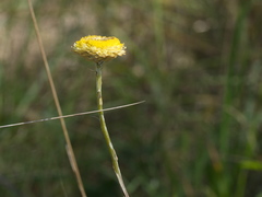 Coronidium gunnianum