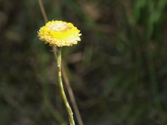 Coronidium gunnianum