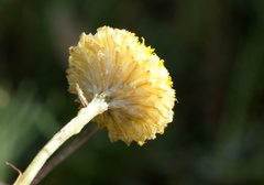 Coronidium gunnianum