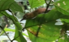 Furnariinae