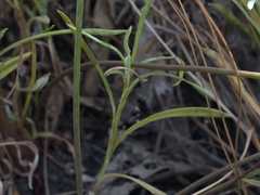 Coronidium gunnianum