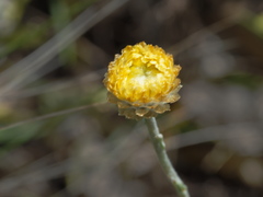 Coronidium gunnianum