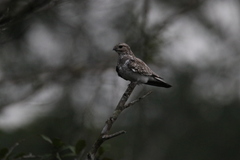 Chordeiles rupestris