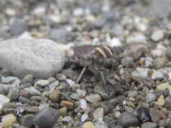 Megathereva albopilosa