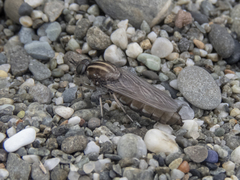 Megathereva albopilosa