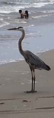 Ardea herodias