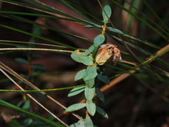 Pimelea glauca