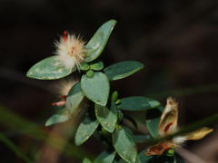 Pimelea glauca