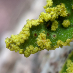 Crocodia rubella