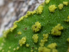 Crocodia rubella