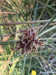 Cyperus marginatus
