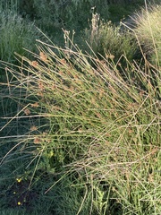 Cyperus marginatus
