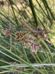 Cyperus marginatus