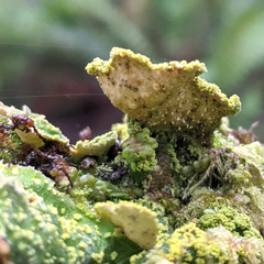 Crocodia rubella