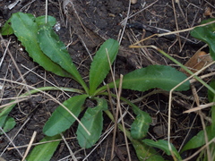 Solenogyne dominii