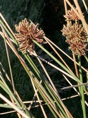 Cyperus marginatus
