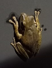 Polypedates leucomystax