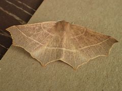 Tetracis cervinaria