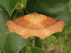 Tetracis cervinaria