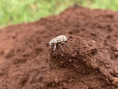 Parapantomorus fluctuosus