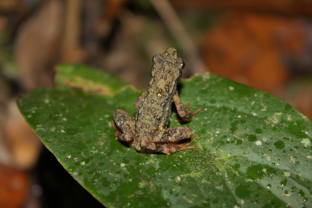 Kadamaian Stream Toad