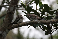 Chordeiles rupestris