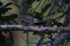 Chordeiles rupestris