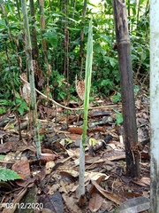 Amorphophallus hewittii