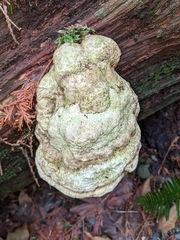 Laricifomes