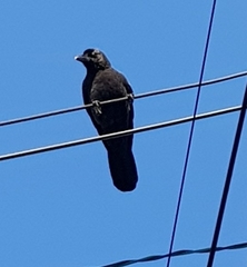 Corvus macrorhynchos