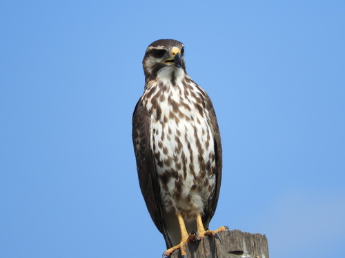 Gray Hawk
