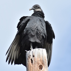 Coragyps atratus