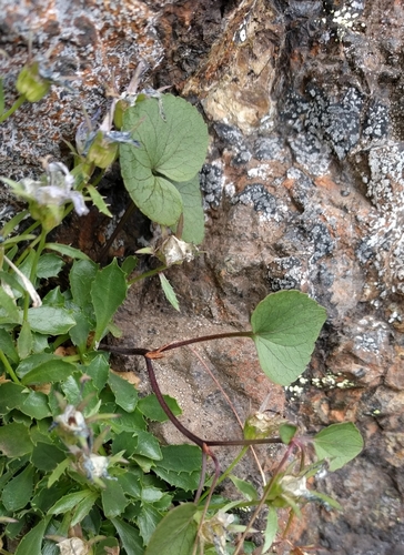 Image of Viola flettii by (c) John A Haskins, some rights reserved (CC BY)