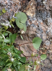 Viola flettii