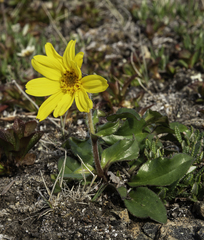 Arnica griscomii