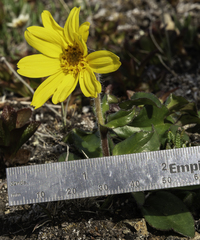 Arnica griscomii