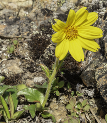 Arnica griscomii