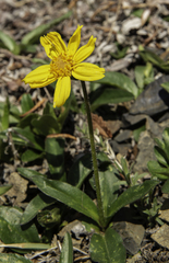 Arnica griscomii
