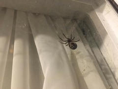 Steatoda nobilis