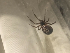 Steatoda nobilis