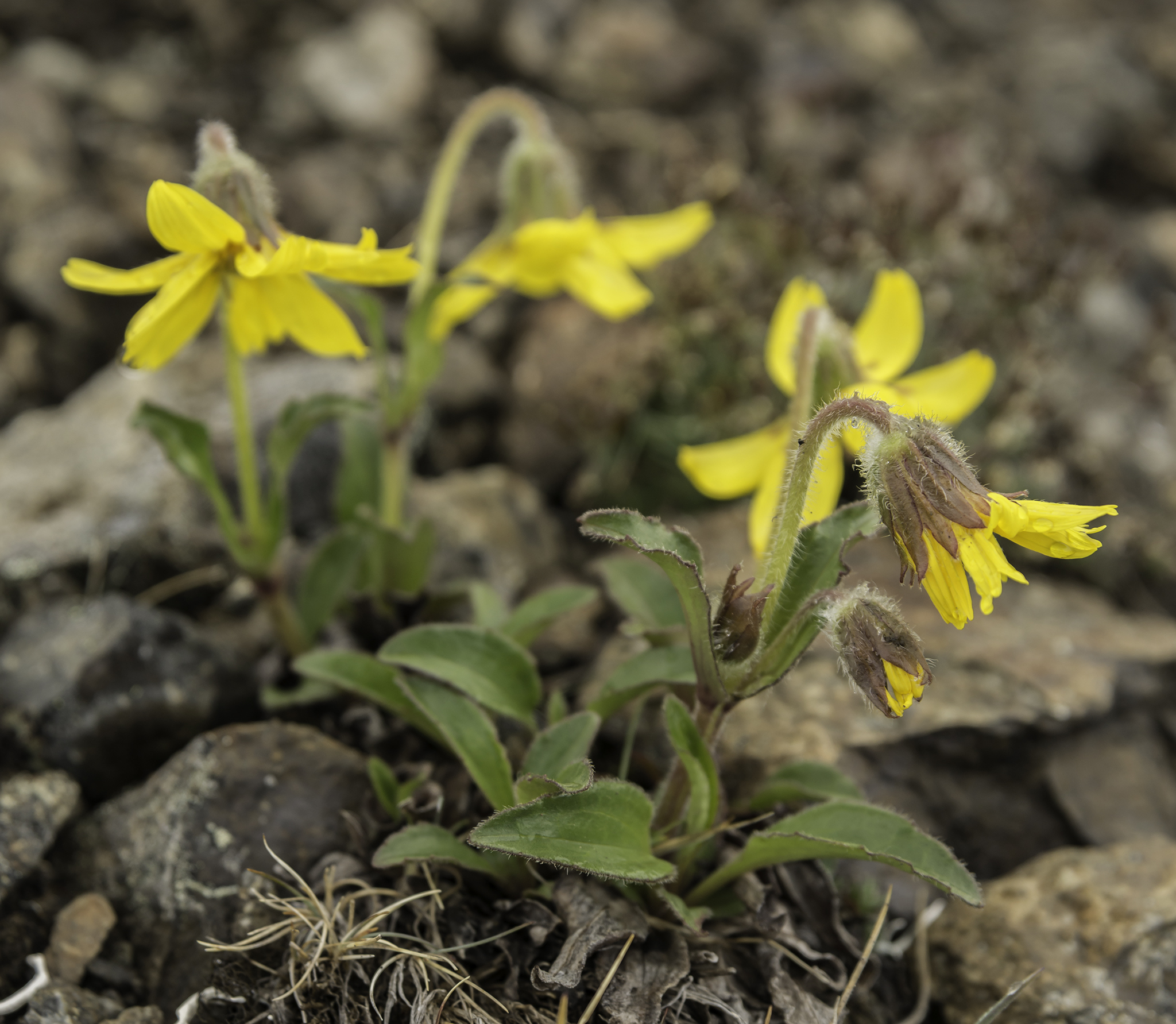 Arnica griscomii ssp. frigida