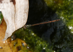 Agriocnemis argentea